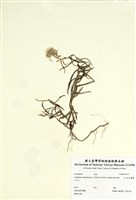 藏品(玉山抱莖籟蕭)的圖片